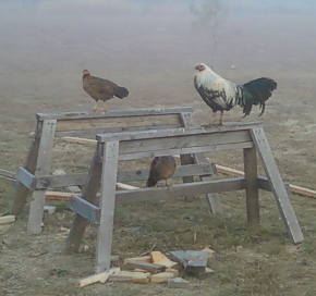 Picture of chickens on sawhorses
